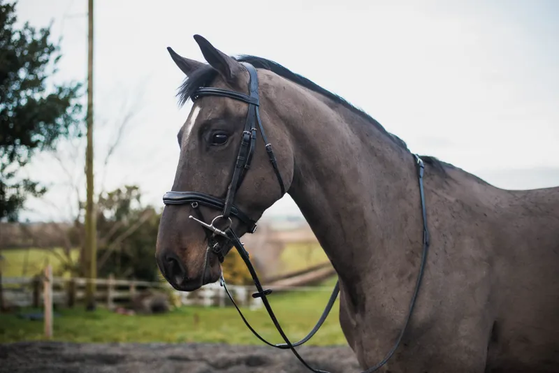 Mackey Legends Apollo Bridle in Black